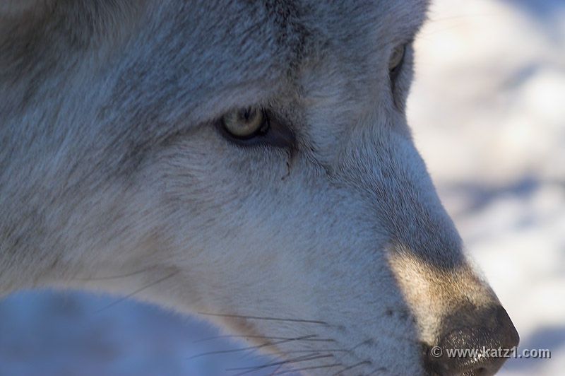 Arctic Wolf 021